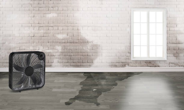 Best Water damage cleanup near me  in Diablo Grande, CA